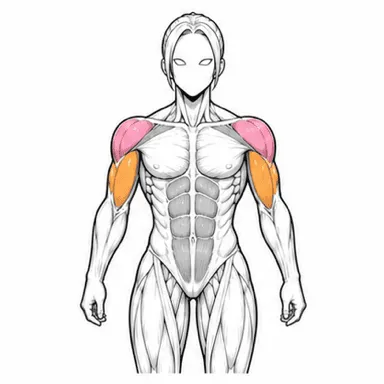 ダンベルショルダープレスで使われる筋肉（前面）