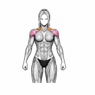TRX Yレイズで使われる筋肉（前面）